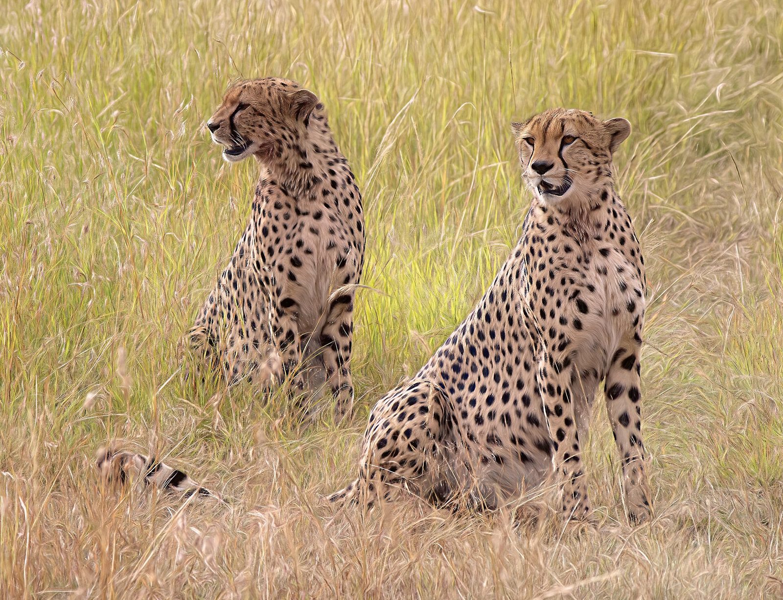 Kenya: Masai Mara Safari and Rift Lakes in 9 Days
